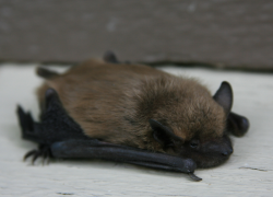 scarletboudreaux:  hushstep:  Cute little brown bat I found out