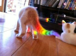 cindork:  caturday:  Nyan cat?  HOW  