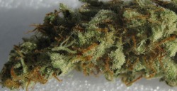 thatsgoodweed:  Strain Name: Super Silver Haze 