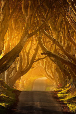 sunsurfer:  The Dark Hedges, Antrim, Ireland photo by klarens