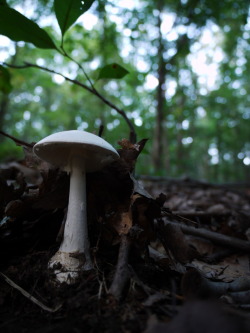 anothersoandso:  And one last mushroom 