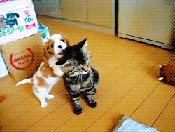 dynosawrslair:  The cat is like “NYEAH. get off.” in that