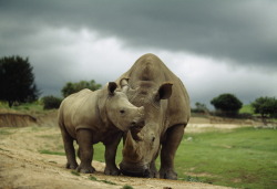 e-a-r-t-h:  A mother and baby rhinoceros at the San Diego Wild