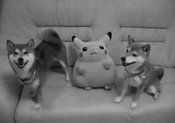 weedneedsme:  Pikachu: Give me dabs dawg!!  