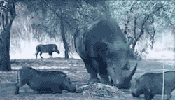 toptumbles:  Rhino vs warthog 