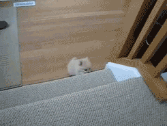 the-absolute-funniest-posts:  Leo’s epic journey up the stairs. 