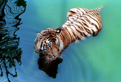 the-bohemian:  nationalpost:  Bangladesh, India to protect tigers