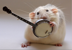 funny-pictures-uk:  A rat playing musical instruments! 