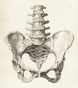 yushisworld:  Pelvic Bones Anatomy c. 1900’s 