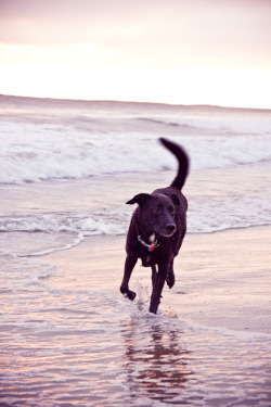 Is tumblr prepared for how devlishly sexy Obi looks on the beach