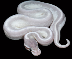 180-bysummer:  aaustinmmichael:  Phantom Potion Ball Python 