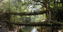  Deep in the rainforests of the Indian state of Meghalaya, bridges