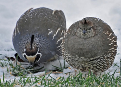 rabbithugs:  fat-birds:  Quail Couple by LAP75 on Flickr.  anyway
