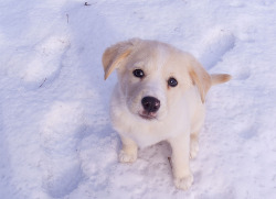 rarelyfrequent:  Ella the Snow Dog (by jpctalbot) 