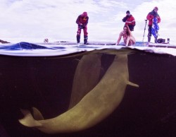 Scientist takes off clothes to go swimming with belugas. In the