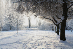 atomos:  snow tree (by Jennie-Lou) 