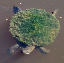 rhamphotheca:  denotational:  Mary River Turtle (Elusor macrurus)