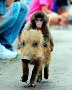 BABY MONKEY (do do) BABY MONKEY (do do) RIDING ON A PIG, BABY