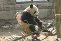 fucking adorable, I love panda bears