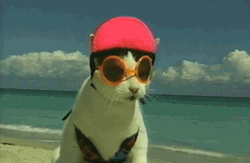 funny-pictures-uk:  You will never be as cool as this cat. You