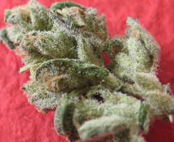 thatsgoodweed:  Strain Name: Sour Sage 