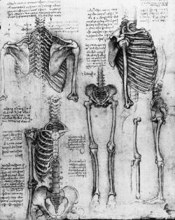 suicideblonde:  Orthogonal views of the skeleton (c 1510-11)