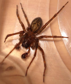 lolcreepyshit:  A hobo spider bite can lead to secondary infections;