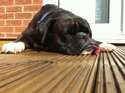 fuckyeahboxers:  Just having a power nap in the sun.  No tongue.