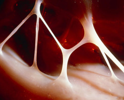 stonerswithboners:   Heart strings (tendons) inside the human