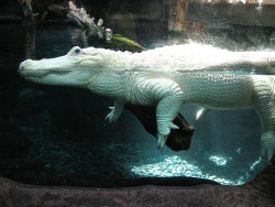 theanimalblog:  Albino Aligator (by Barbara Baldwin) 