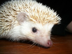 yep, that would be my hedgehog