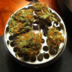thatsgoodweed:  my mouth waters and my lungs tingles at the sight