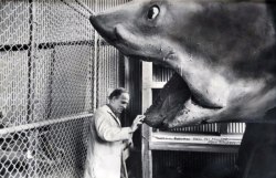 sunsetgun:  Ingmar Bergman on the set of JAWS. Courtesy Senses