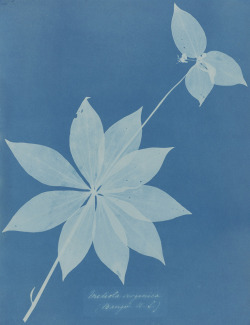 Medeola Virginica photo by Anna Atkins, 1853 more @ NYPL