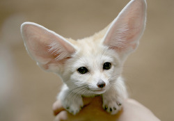 fuckyeah-cuteanimals:  Fennec fox (by floridapfe)  wassssup cutie. 