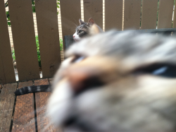  A cat interrupting my picture of a cat 