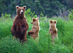 definitelydope:  Alaska Bears curbs 6333 web (by Gleb TARRO www.fotowalk.com)