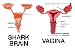 murder-tier:  marylenagbang:  My period will now be called shark