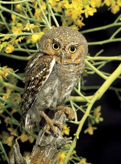 bloodymerienne:  Owl.  awwwww