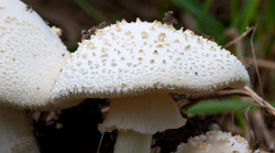  Amanita cokeri 