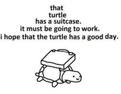 jpruber:  Asdfghjkl most adorable turtle ever. 