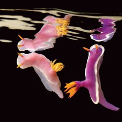 chailatteplease:  Pink and purple nudibranch.  i am the purple