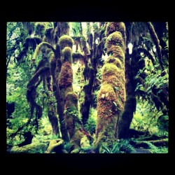 Hall of Mosses (Taken with instagram)