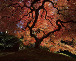 bluishgreenish:  nikigbpp:  Portland’s Japanese maple tree.