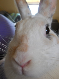 thewhoviancumberbabe:  Guise. Guise. Say hello to my bunny rabbit.