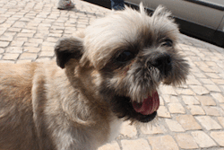 freakinglovelyworld:  found this dog playing around and make