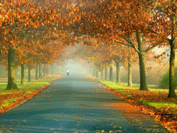 bperone201:  Fall in the NJ botanical gardens, Ringwood. By Stanley