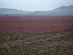 zacariasmedina:  errantmoth:  Desierto florido 2011, Atacama.