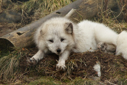 foxograph:  Arctic Fox (by bugmonkey)  Oh heyy cuuutie.