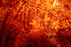 owlieverwanted:  deep red forest (by Andrew C Wallace) 